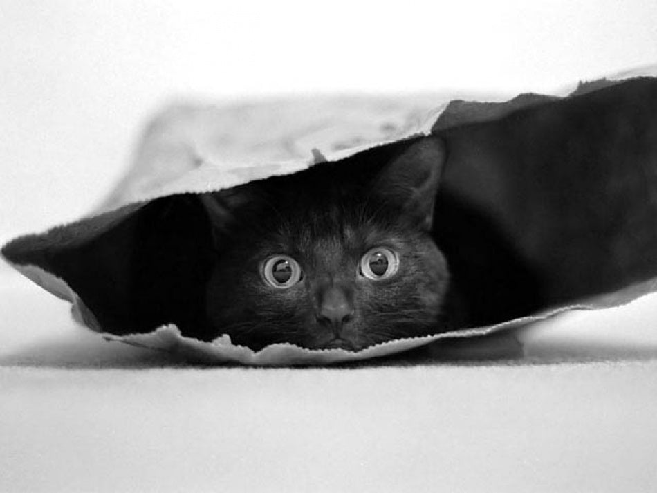 Curious Black Cat | Poster