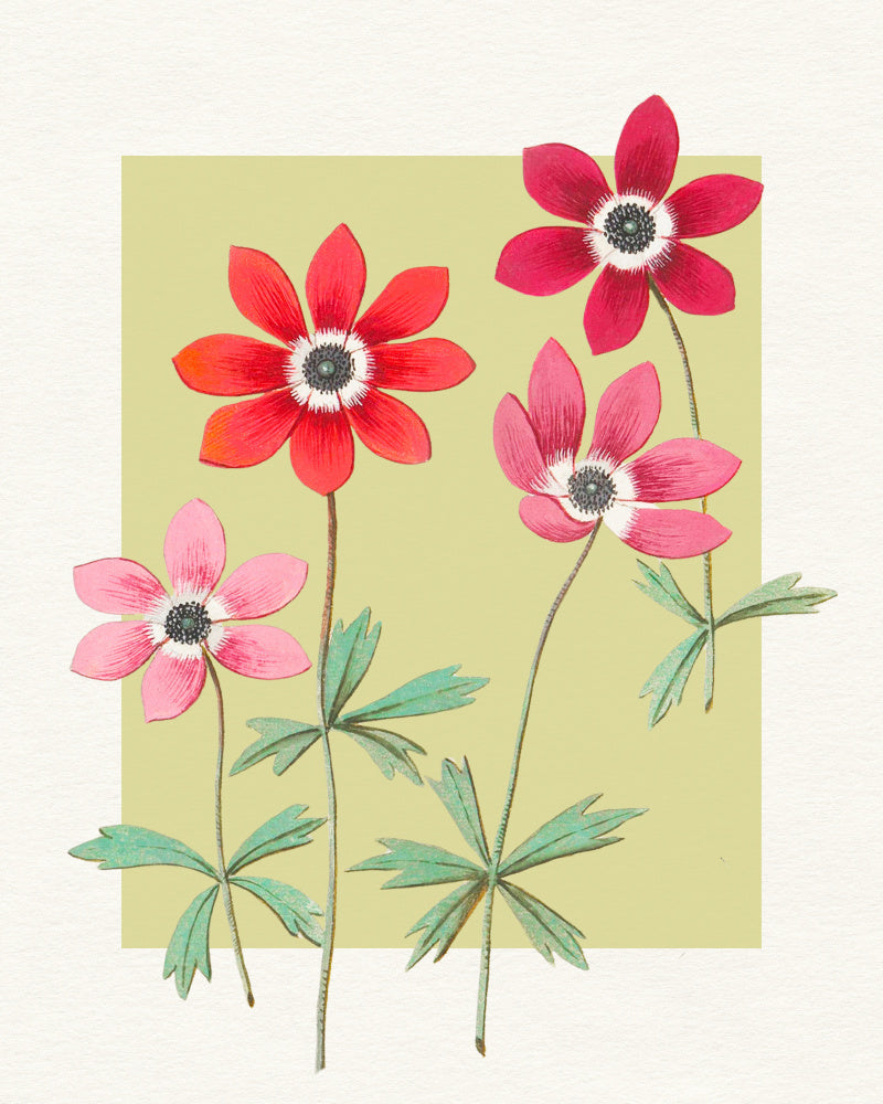 Vibrant Anemone Blooms | Canvas