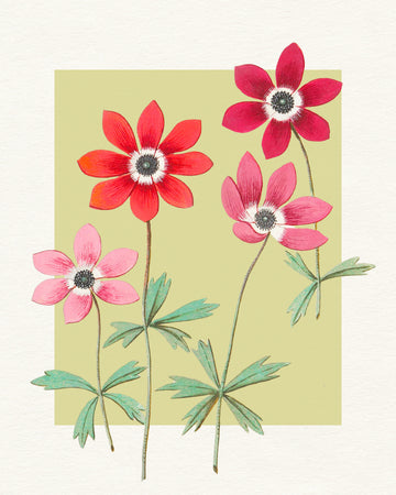 Vibrant Anemone Blooms | Canvas