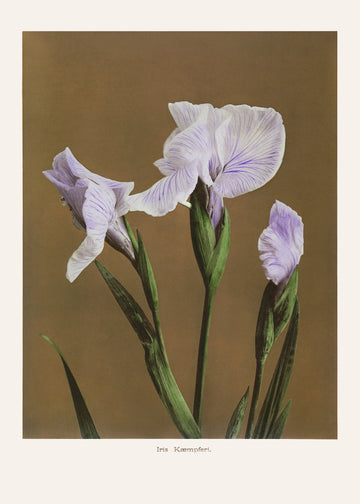 Iris Kæmpferi no2 | Poster