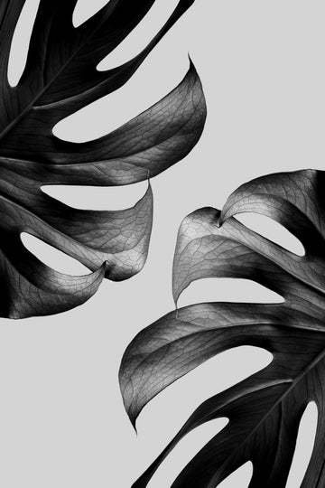 Elegant Monstera Duo | Poster