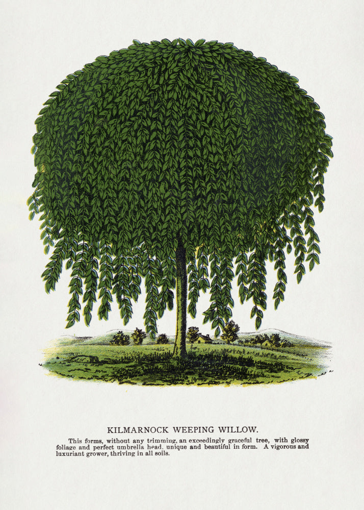 Kilmarnock Weeping Willow Tree Lithograph | Poster