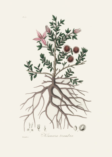 Rhatany (krameria Triandrea) Medical Botany | Poster