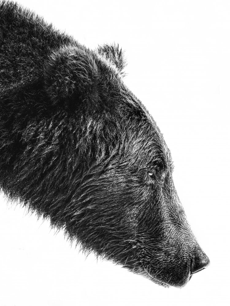 Grizzly Bear Profile | Canvas