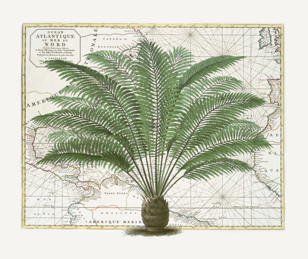 Vintage Palm Atlas | Canvas