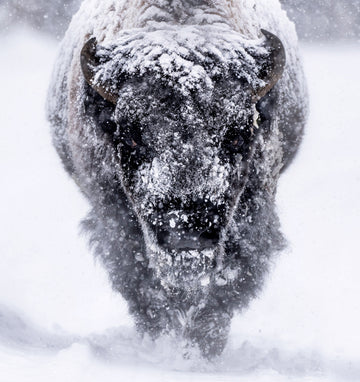 Majestic Bison Snowstorm | Poster