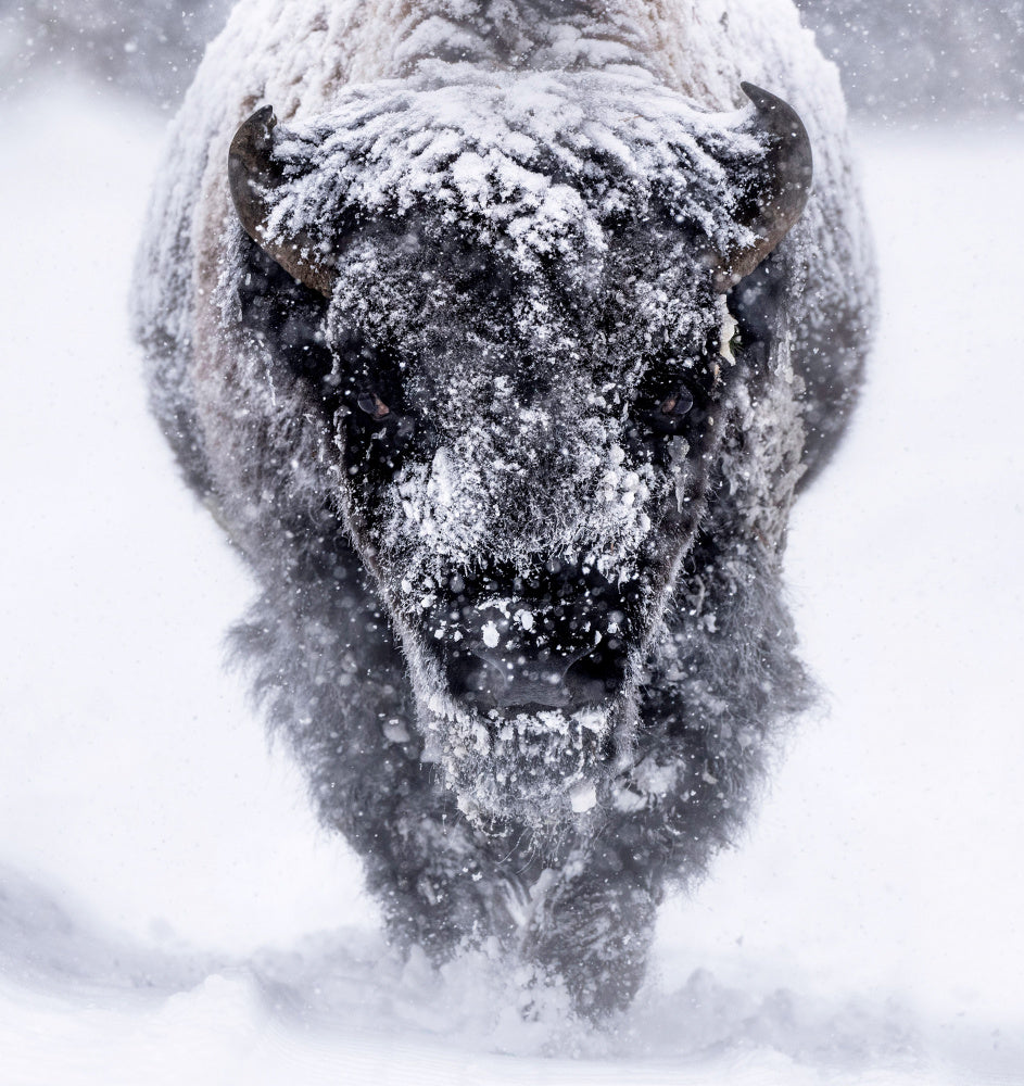 Majestic Bison Snowstorm | Canvas