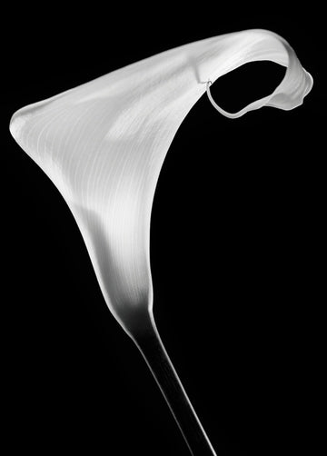 Elegant Calla Lily | Poster