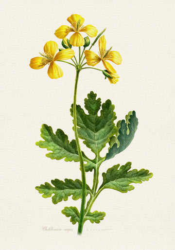 Vintage Celandine Botanical | Canvas