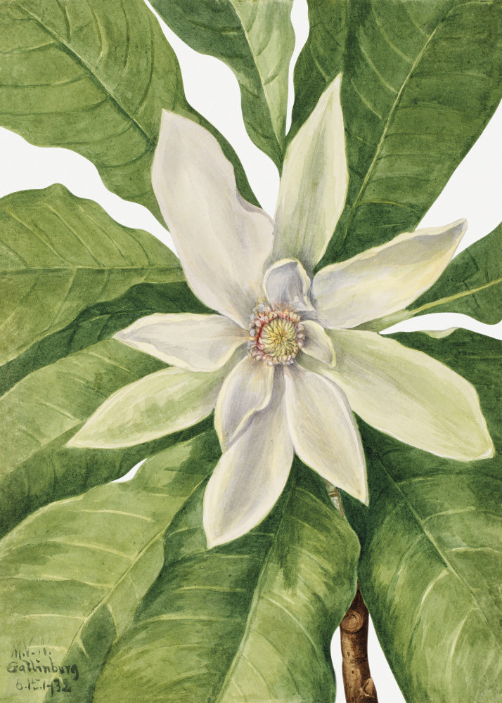 Umbrella Tree (1932) | Canvas