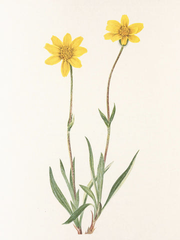 Woolly Arnica From North American Wildflowers (1925) By Mary Vaux Walcott | Canvas