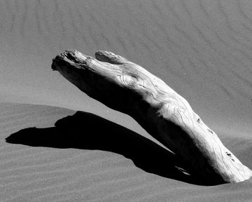 Desert Driftwood Shadow | Canvas