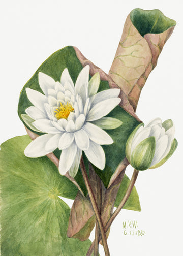 American Waterlily (1920) | Canvas