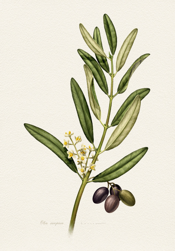 Olive Branch With Fruit | Canvas