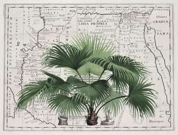 Vintage Palm on Africa Map | Canvas