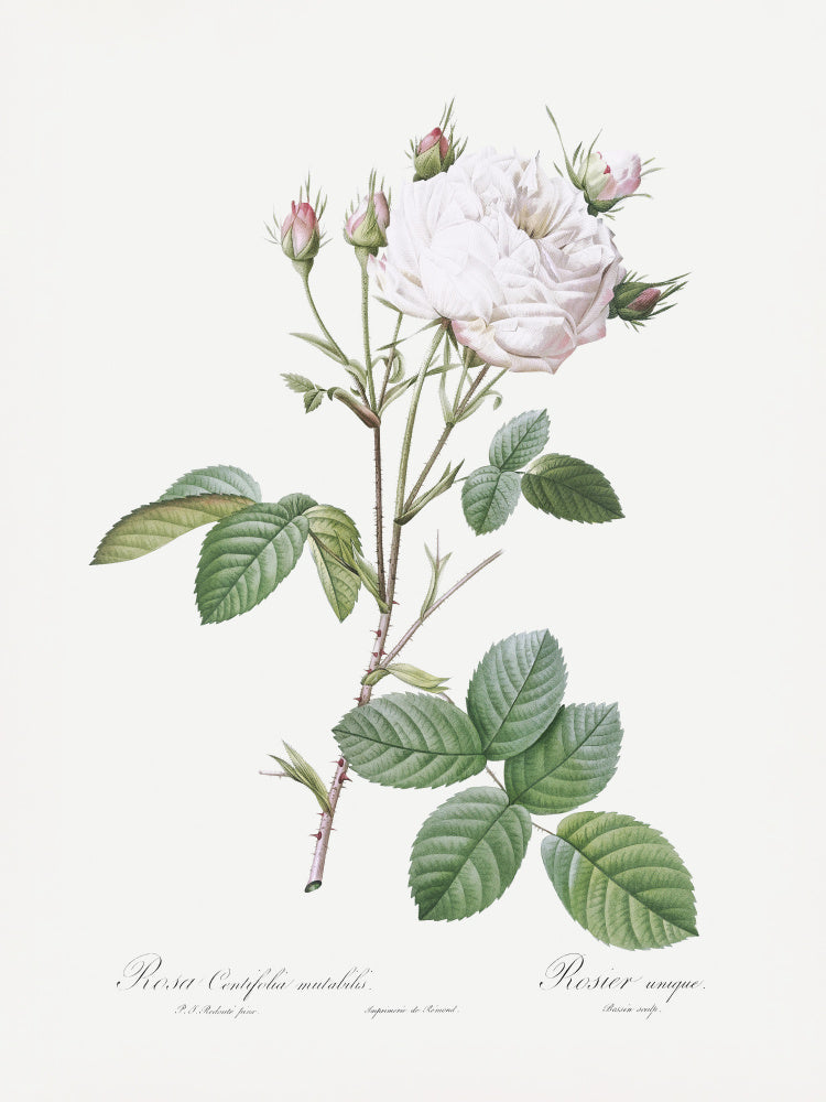 Cabbage Rose White Provence, Les Roses (1817–1824) | Poster
