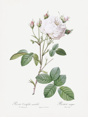Cabbage Rose White Provence, Les Roses (1817–1824) | Poster