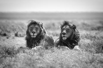 Two Majestic Lions | Canvas