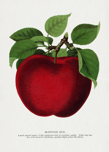 Mcintosh Red Apple Lithograph | Canvas