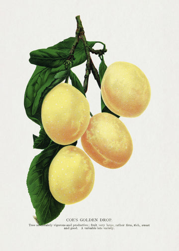 Coe's Golden Drop Plum Lithograph | Poster