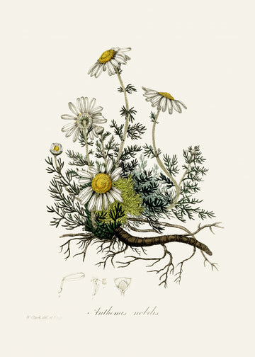 Chamomile (anthemis Nobilis) Medical Botany | Canvas