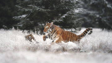 Playful Winter Tigers | Canvas