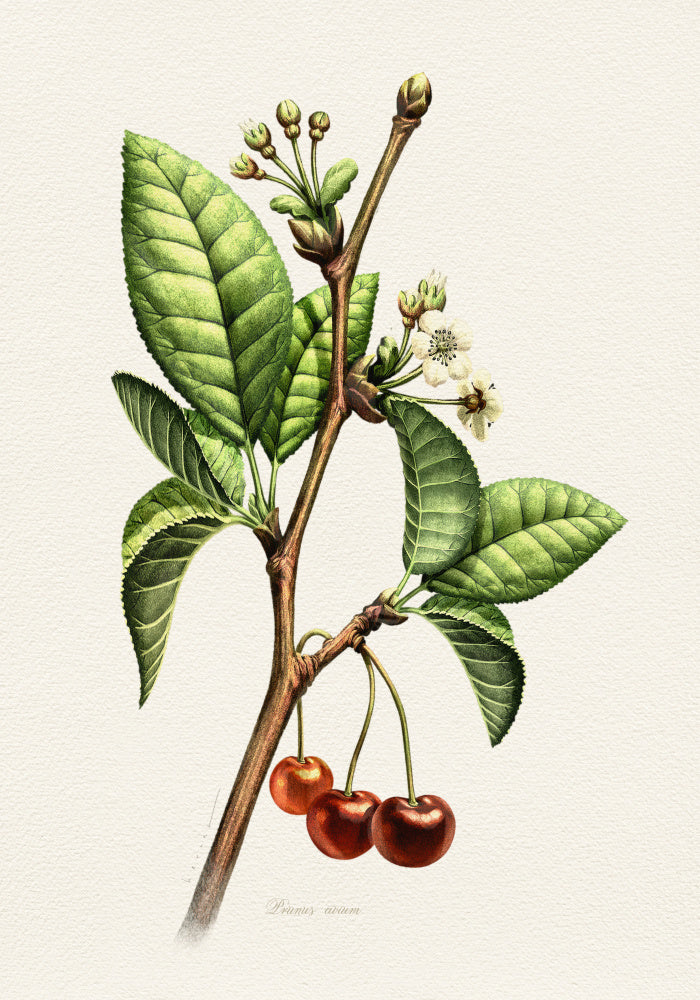 Sweet Cherry Botanical Branch | Canvas