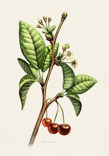 Sweet Cherry Botanical Branch | Canvas