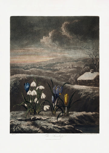 The Snowdrops from The Temple of Flora (1807) | Poster