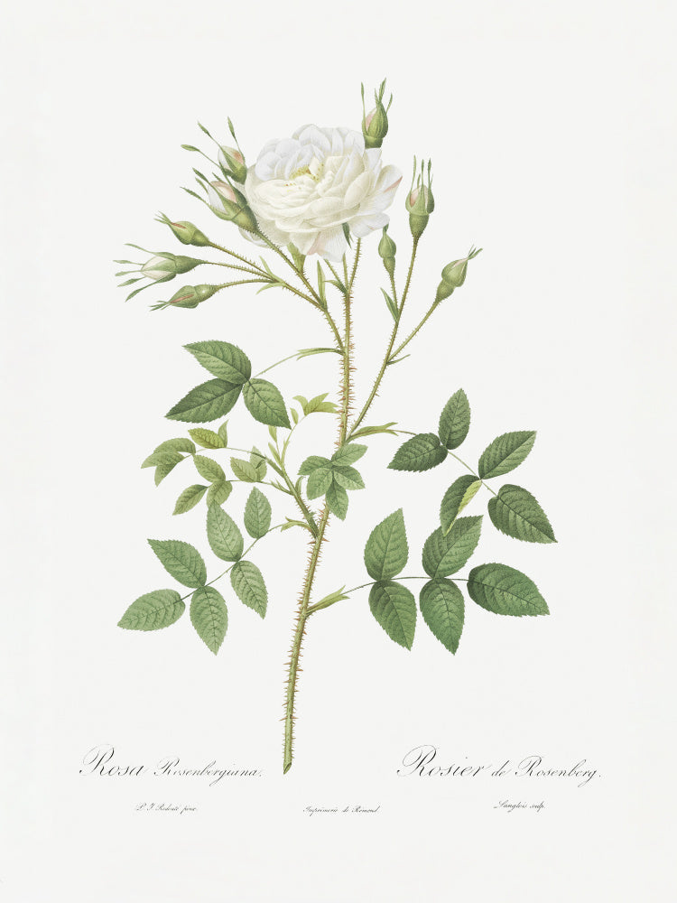 Rose of Rosenberg, Les Roses (1817–1824) | Poster