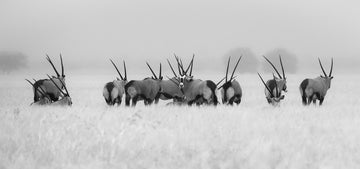 Oryx in the Mist | Canvas