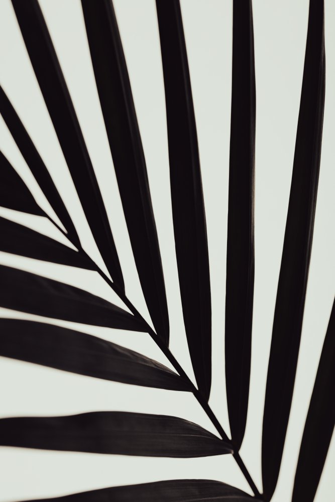 Tropical Leaf Lines | Canvas