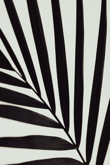 Tropical Leaf Lines | Canvas