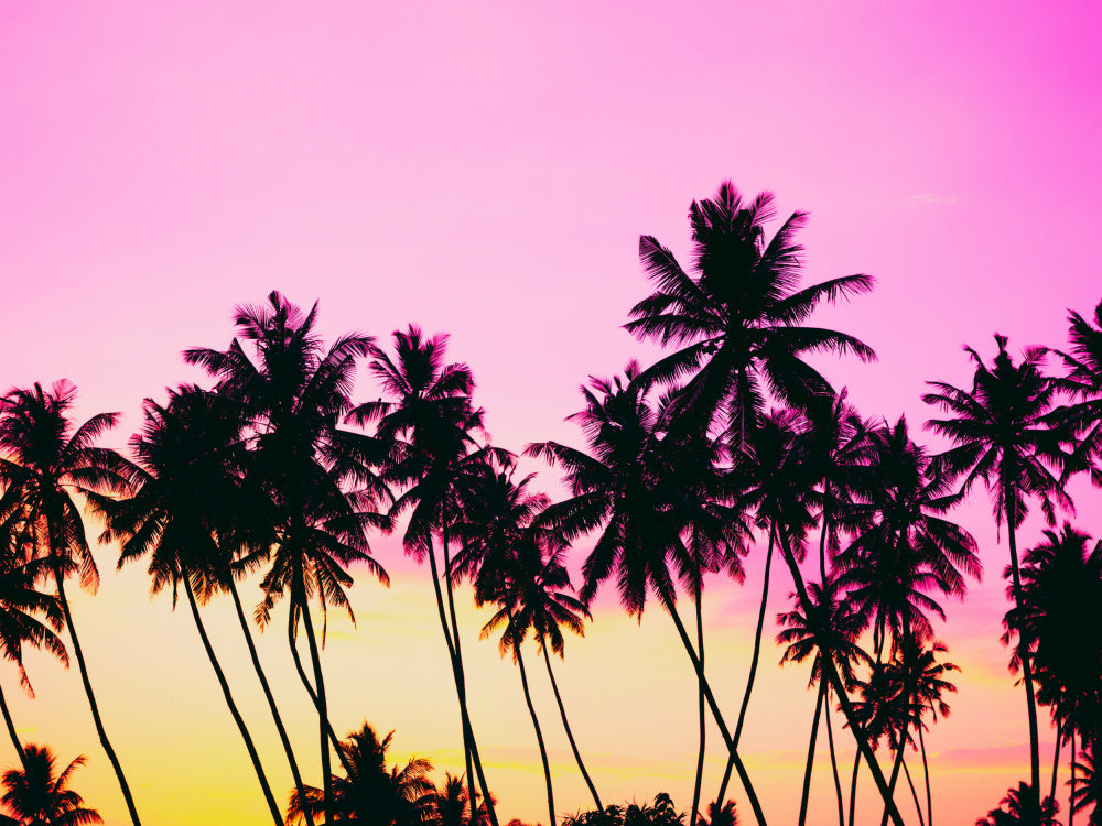 Pink Sky Palm Trees | Poster