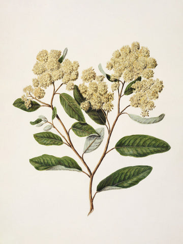 Kumarahou Drawn By Sarah Featon (1848–1927 | Poster