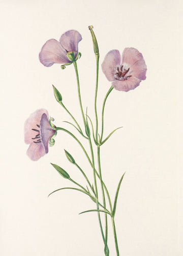 Lilac Mariposa From North American Wildflowers (1925) By Mary Vaux Walcott | Canvas