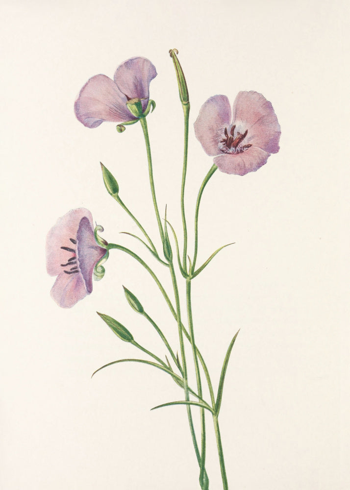 Lilac Mariposa From North American Wildflowers (1925) By Mary Vaux Walcott | Poster