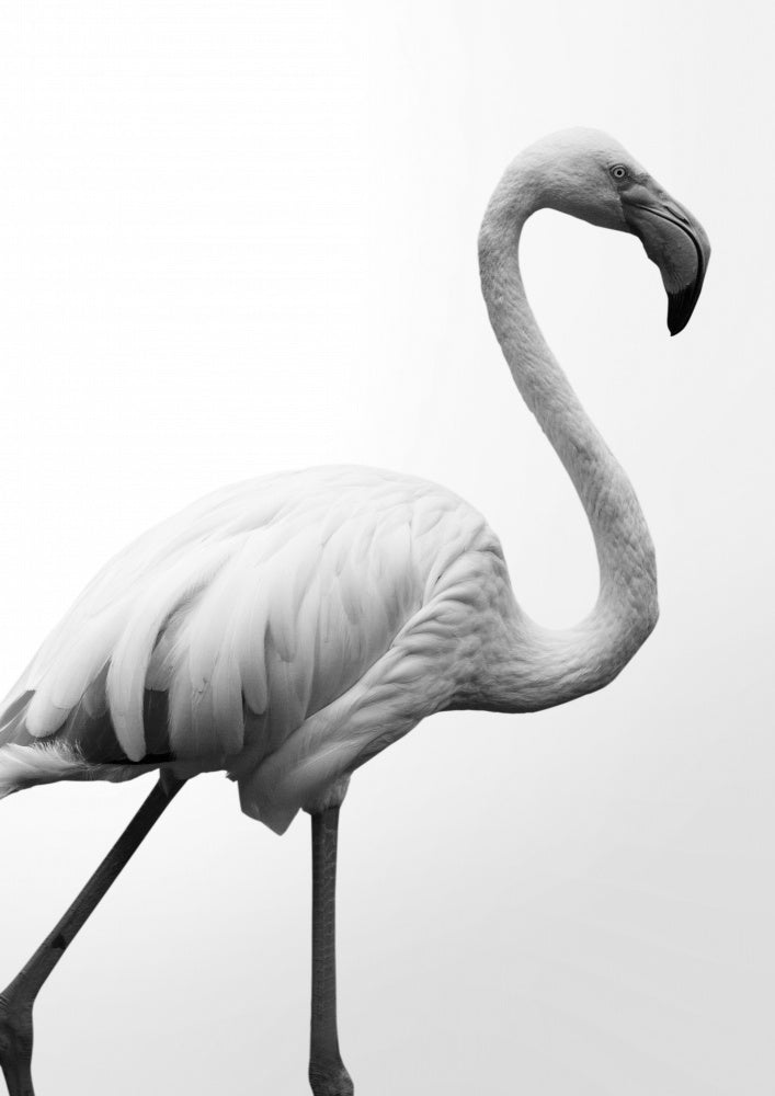 Graceful Silhouette | Poster