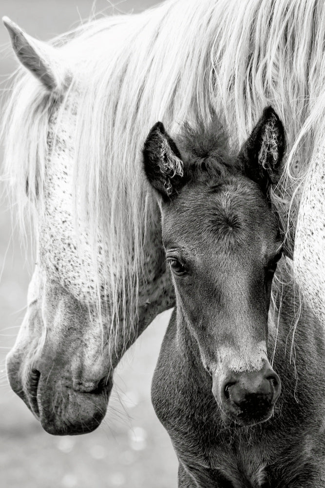 Mare and Foal | Poster