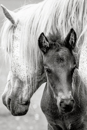 Mare and Foal | Poster