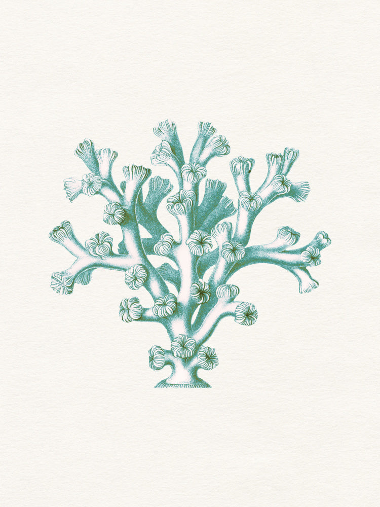 Vintage Teal Coral | Canvas
