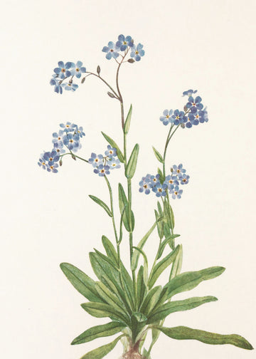 Alpine Forget Me Not From North American Wildflowers (1925) By Mary Vaux Walcott | Poster
