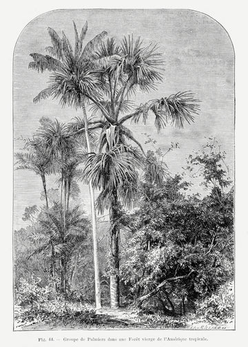 Vintage Palm Tree Drawing Iv | Canvas