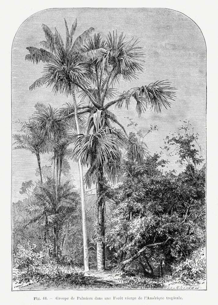 Vintage Palm Tree Drawing Iv | Poster