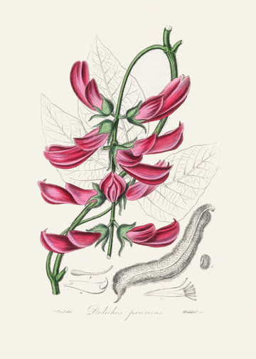 Mucuna Pruriens (dolichos Pruriens) Medical Botany | Canvas