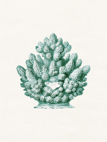Teal Ocean Coral | Poster