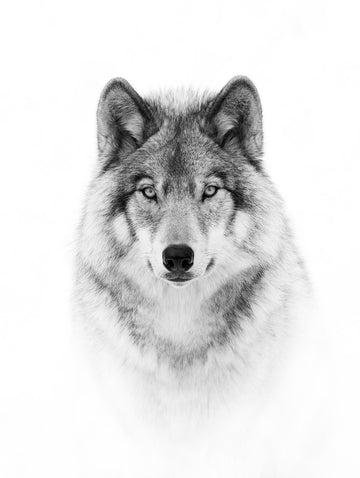 Majestic Wolf Gaze | Canvas