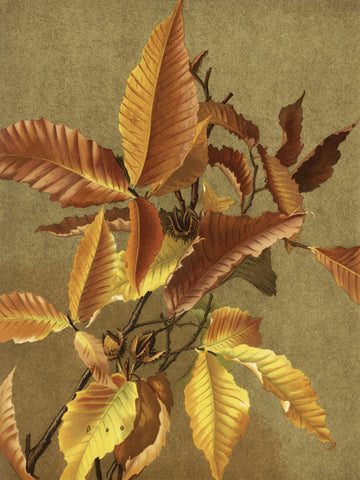 Autumn Leaves No. 3 Beech By Ellen Thayer Fisher | Poster
