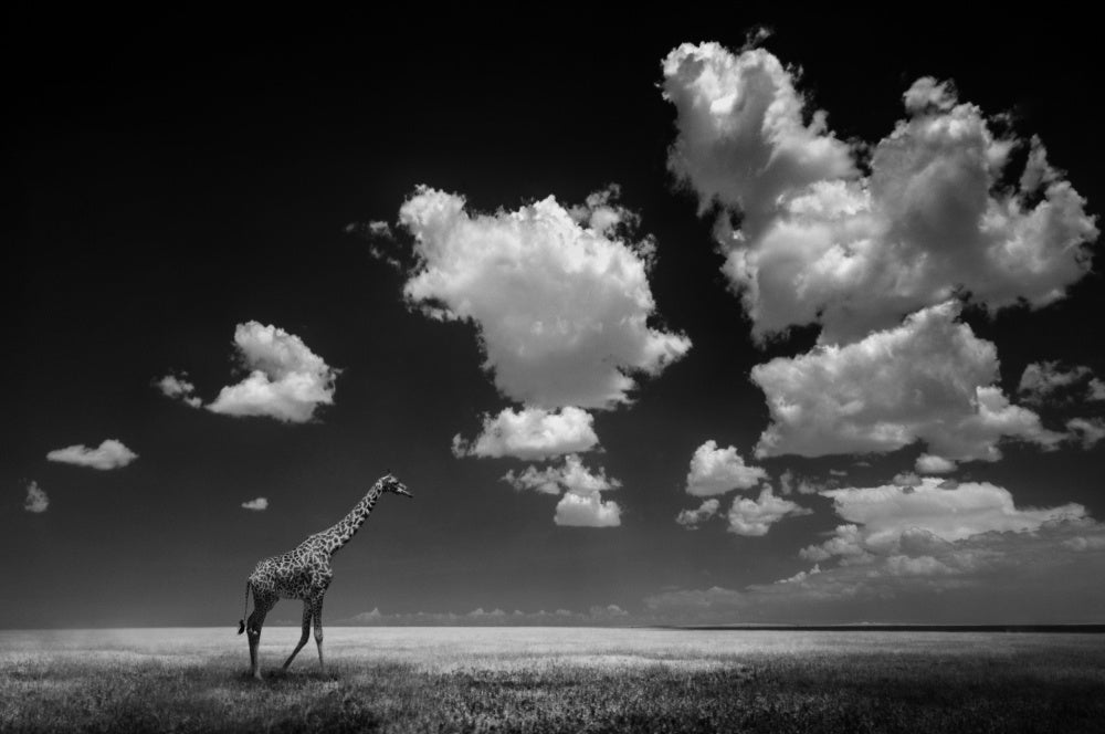 African Giraffe Sky | Poster