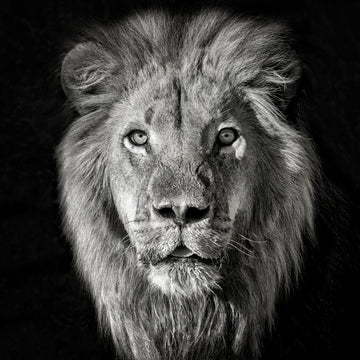 Regal Lion Portrait | Canvas